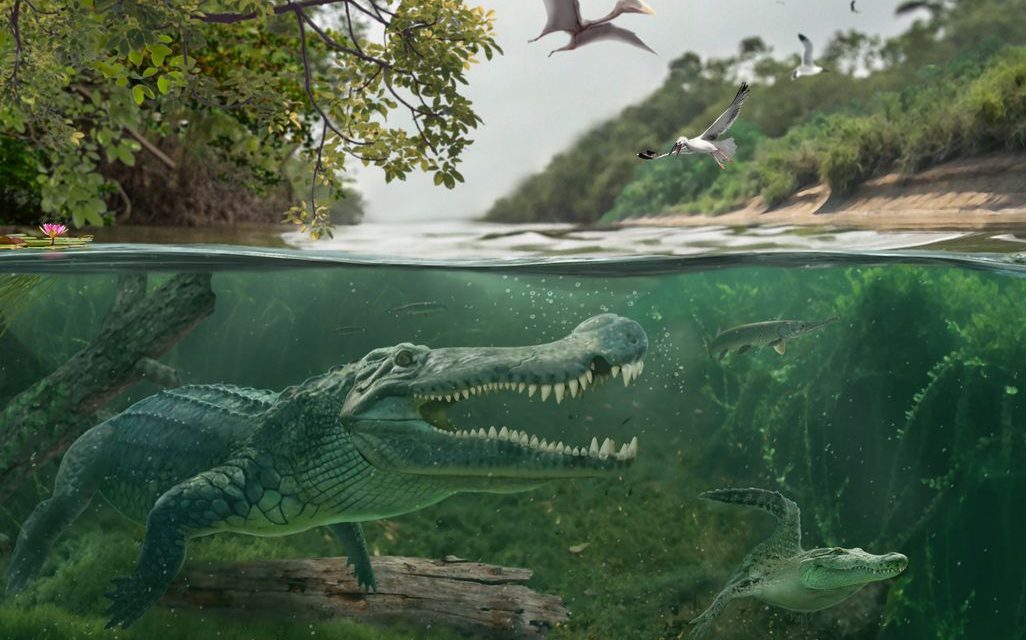 Buaya Predator Purba Yang Masih Berkeliaran