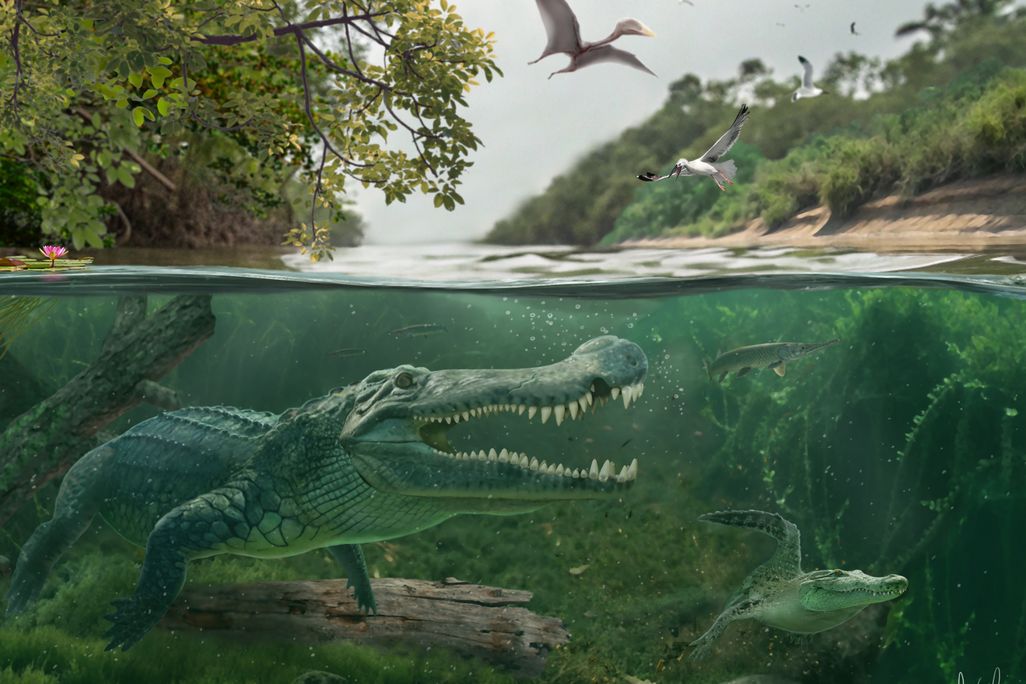 Buaya Predator Purba Yang Masih Berkeliaran