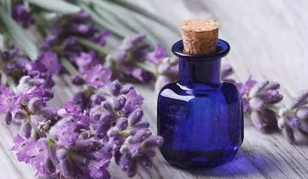 Manfaat Bunga Lavender Untuk Kesehatan Dan Relaksasi