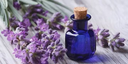 Manfaat Bunga Lavender Untuk Kesehatan Dan Relaksasi