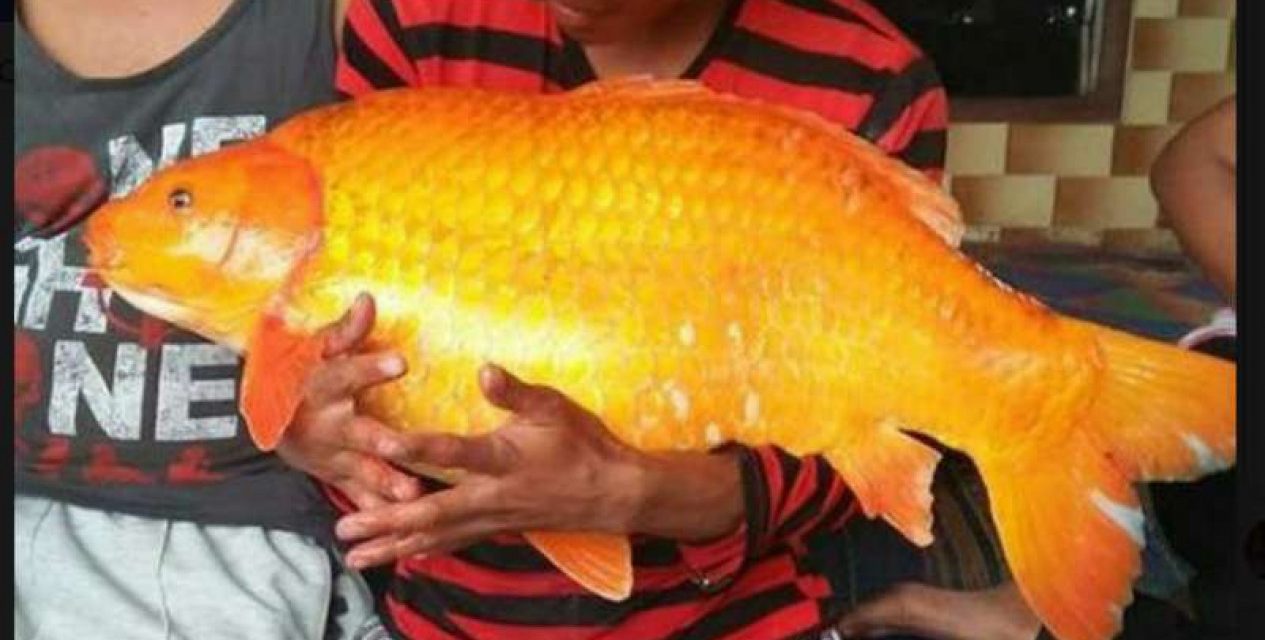 Fakta Menarik Ikan Mas Di Danau Toba Yang Jarang Diketahui