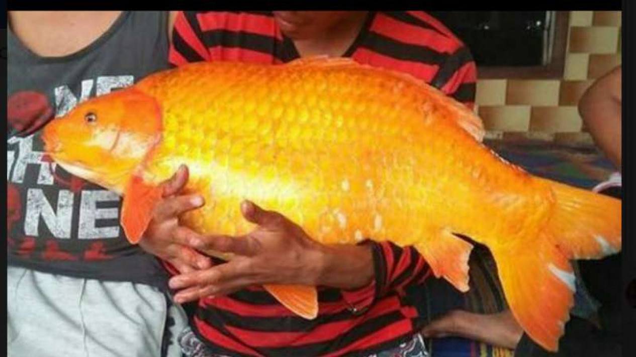 Fakta Menarik Ikan Mas Di Danau Toba Yang Jarang Diketahui
