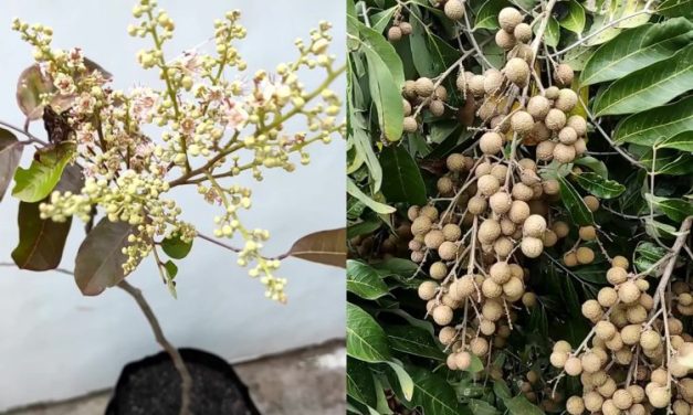 Jenis Kelengkeng Unggul Yang Cocok Ditanam Di Indonesia