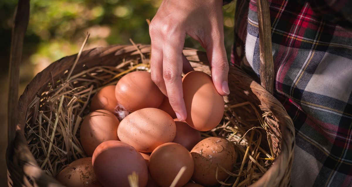 Tips Menyimpan Telur Ayam Agar Tetap Segar Lebih Lama