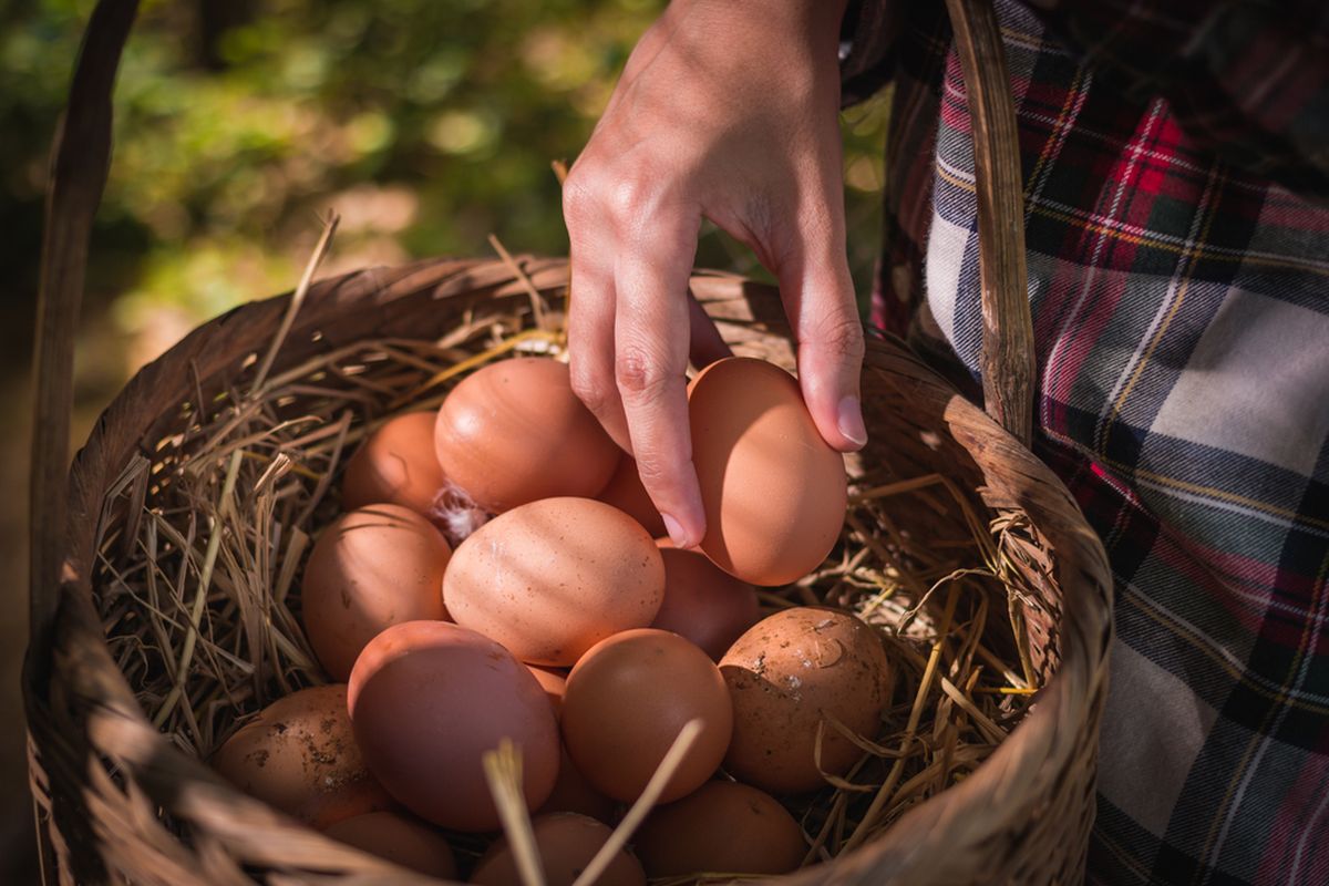 Tips Menyimpan Telur Ayam Agar Tetap Segar Lebih Lama