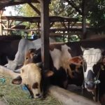 Peluang Bisnis Sapi Kurban Yang Selalu Menguntungkan