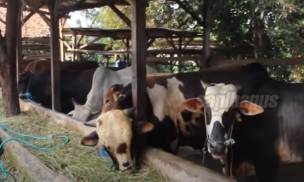 Peluang Bisnis Sapi Kurban Yang Selalu Menguntungkan