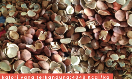 Potensi Bahan Bakar Cangkang Sawit Mengurangi Energi Fosil