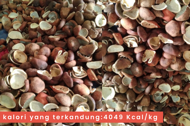 Potensi Bahan Bakar Cangkang Sawit Mengurangi Energi Fosil