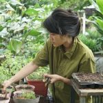 Panduan Budidaya Sayuran Organik Untuk Pemula