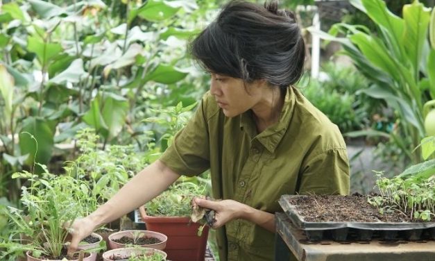 Panduan Budidaya Sayuran Organik Untuk Pemula