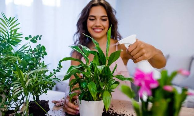 Tips Merawat Tanaman Hias Agar Tetap Subur Sepanjang Tahun