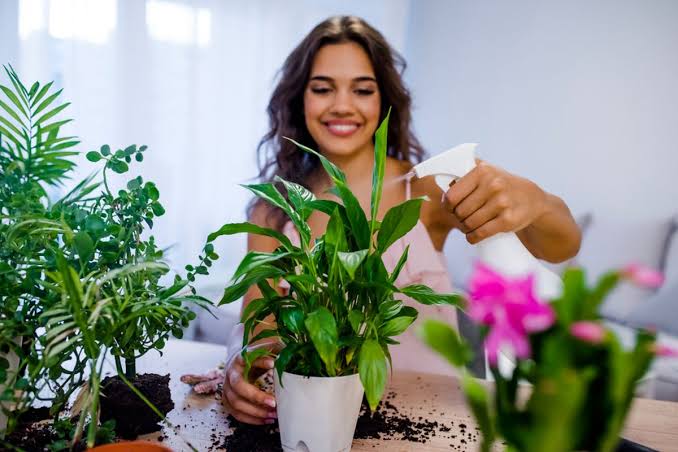 Tips Merawat Tanaman Hias Agar Tetap Subur Sepanjang Tahun