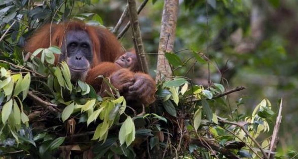 Bukit Lawang, Habitat Satwa Orangutan Sumatera Yang Terlindungi