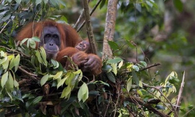 Bukit Lawang, Habitat Satwa Orangutan Sumatera Yang Terlindungi