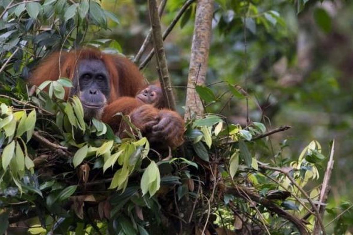Bukit Lawang, Habitat Satwa Orangutan Sumatera Yang Terlindungi