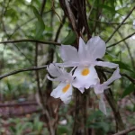 Anggrek Hutan: Tanaman Liar Dan Penting Pelestarian Habitat