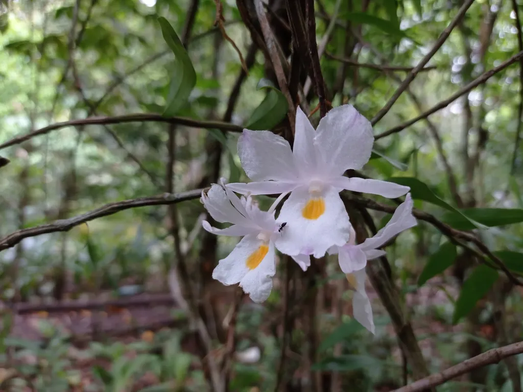 Anggrek Hutan: Tanaman Liar Dan Penting Pelestarian Habitat