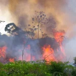 Indonesia Darurat Asap: Dampak Kebakaran Bagi Kesehatan