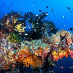 Terumbu Karang Indonesia: Kekayaan Bawah Laut Dan Konservasi