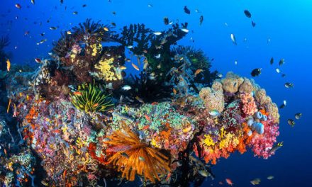 Terumbu Karang Indonesia: Kekayaan Bawah Laut Dan Konservasi
