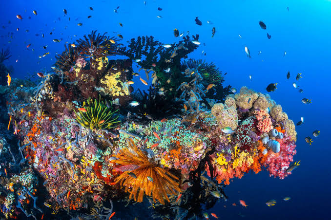 Terumbu Karang Indonesia: Kekayaan Bawah Laut Dan Konservasi